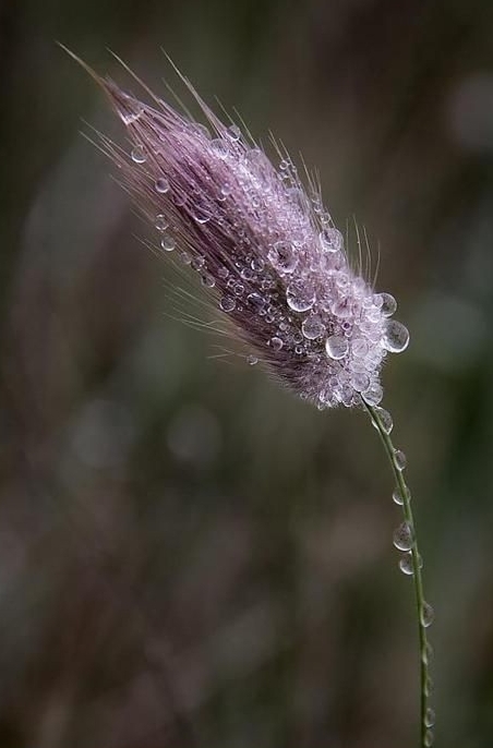 Pearly mauve