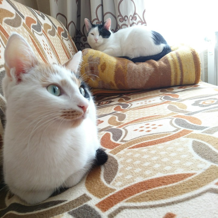 My cat 