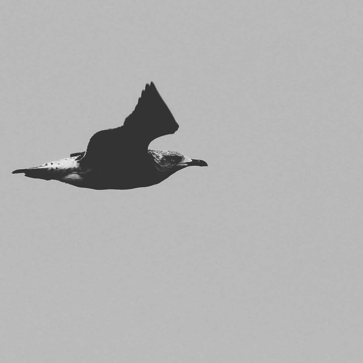 seagull