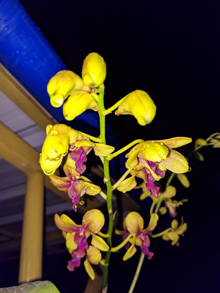 yellow orchid
