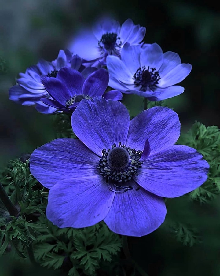 Anemone