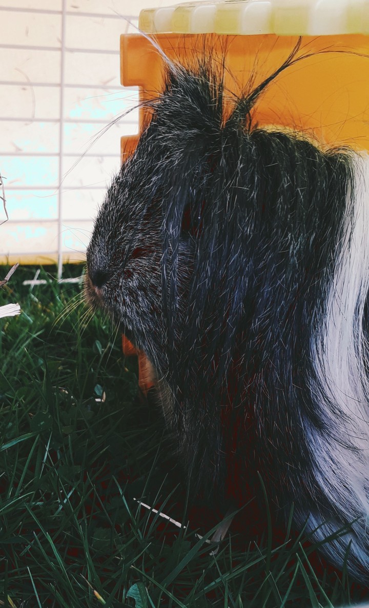 The most beautiful guinea pig of the world
