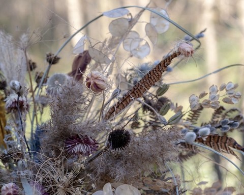 umbellifers, echinops achtergronden