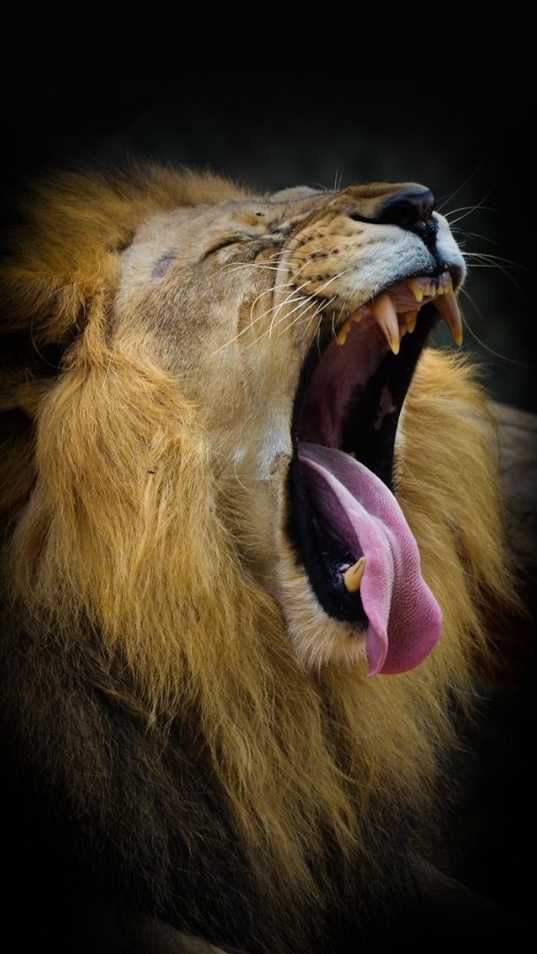 lion
