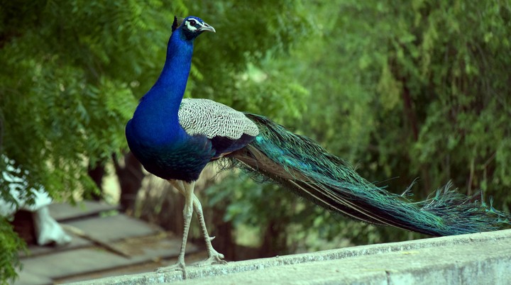 peacock