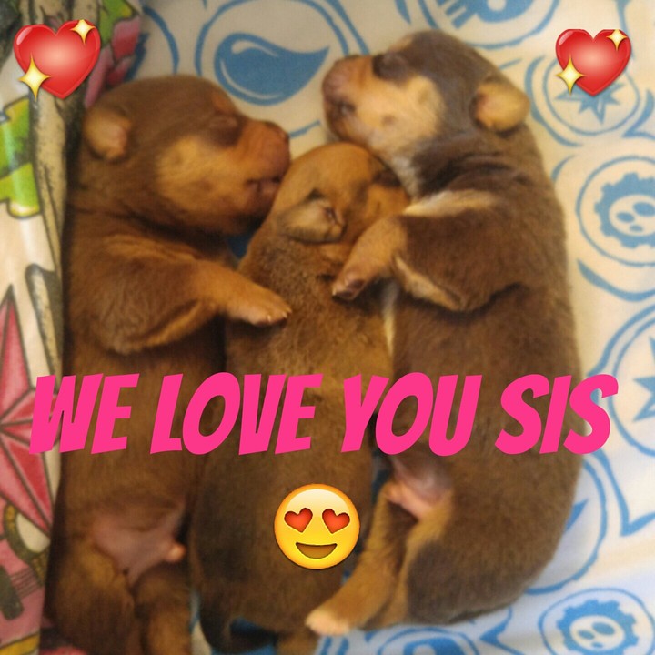 puppy love
