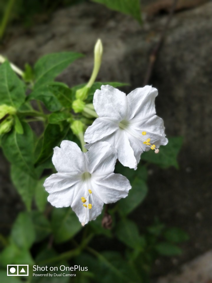 White flower !!