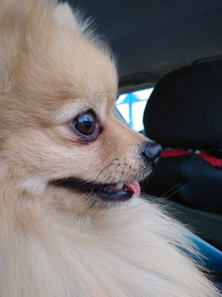 My little fuzzy