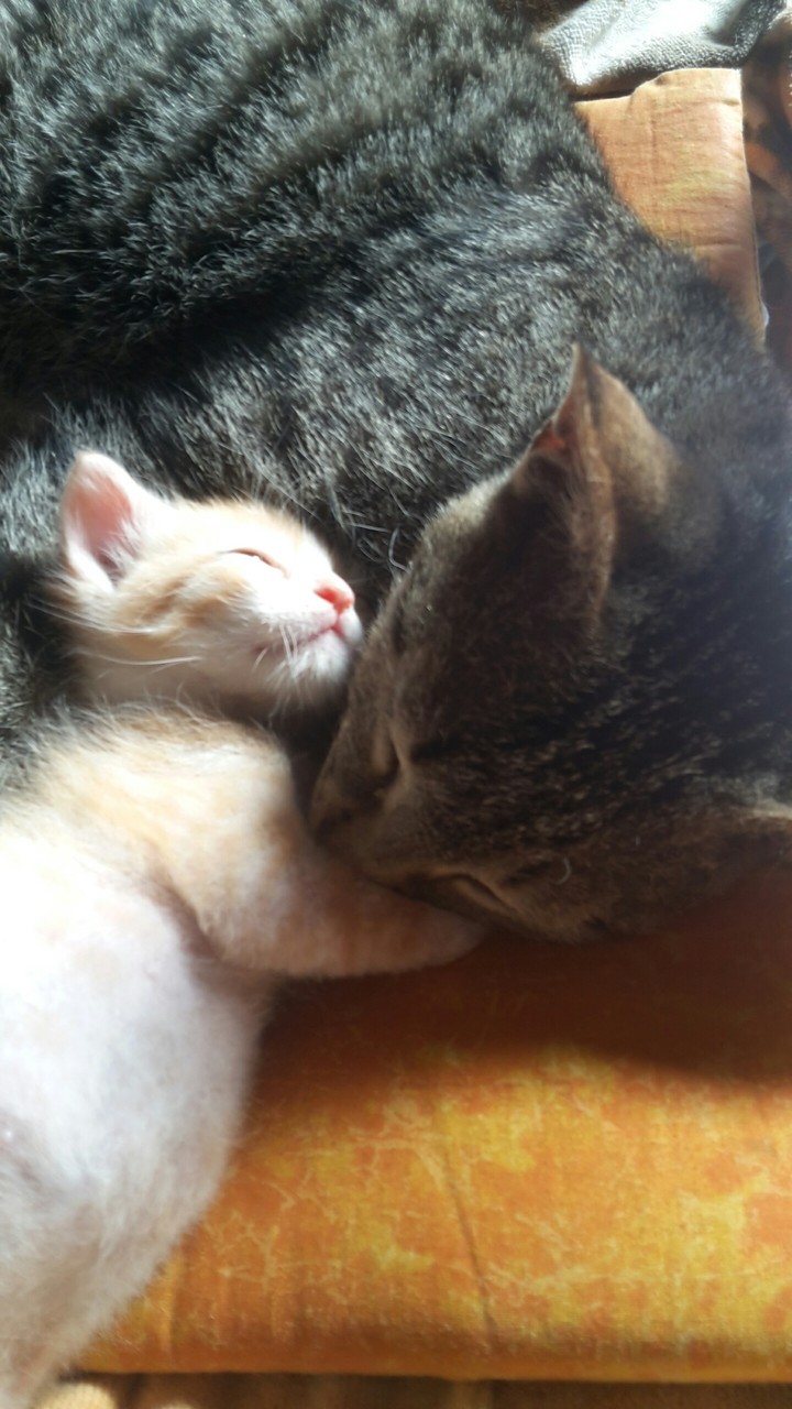 Demon e Aragon