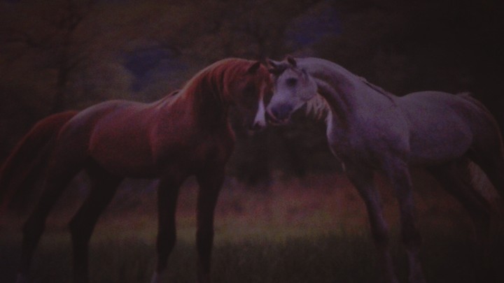 horses
