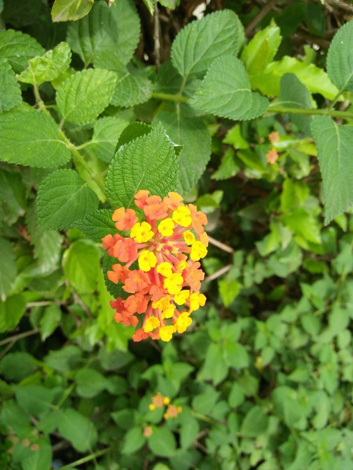 flower