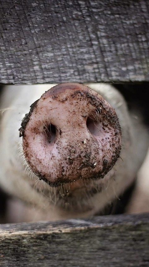 тапети Close-up, suidae