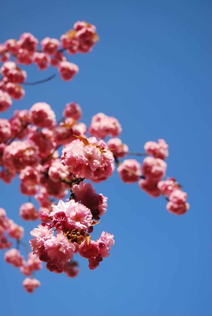 Pink and Blue