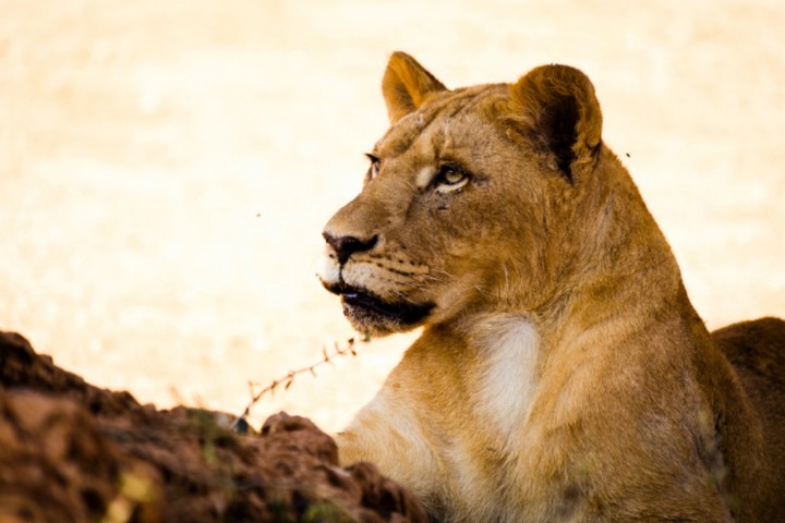Lion king