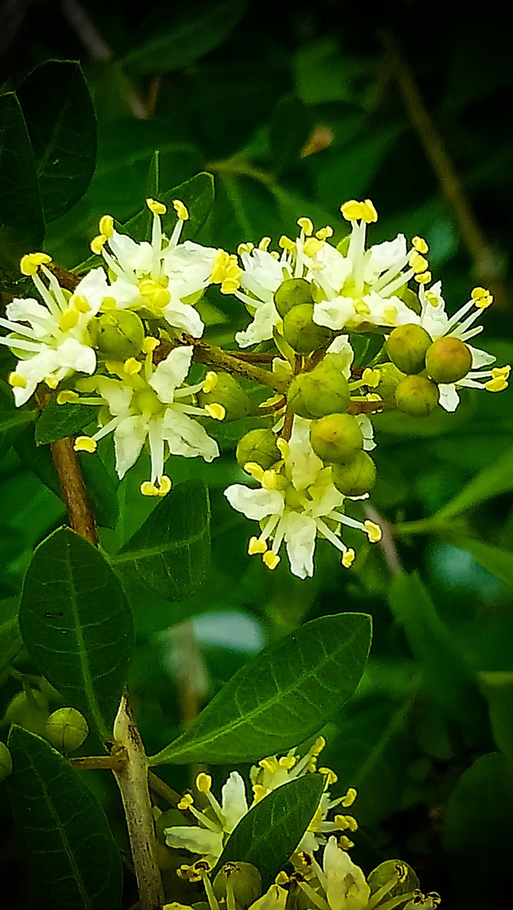 flower beauty