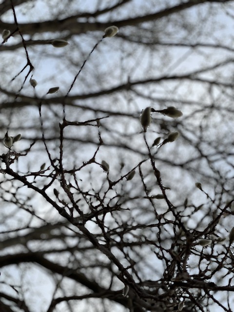 тапети beak, plant