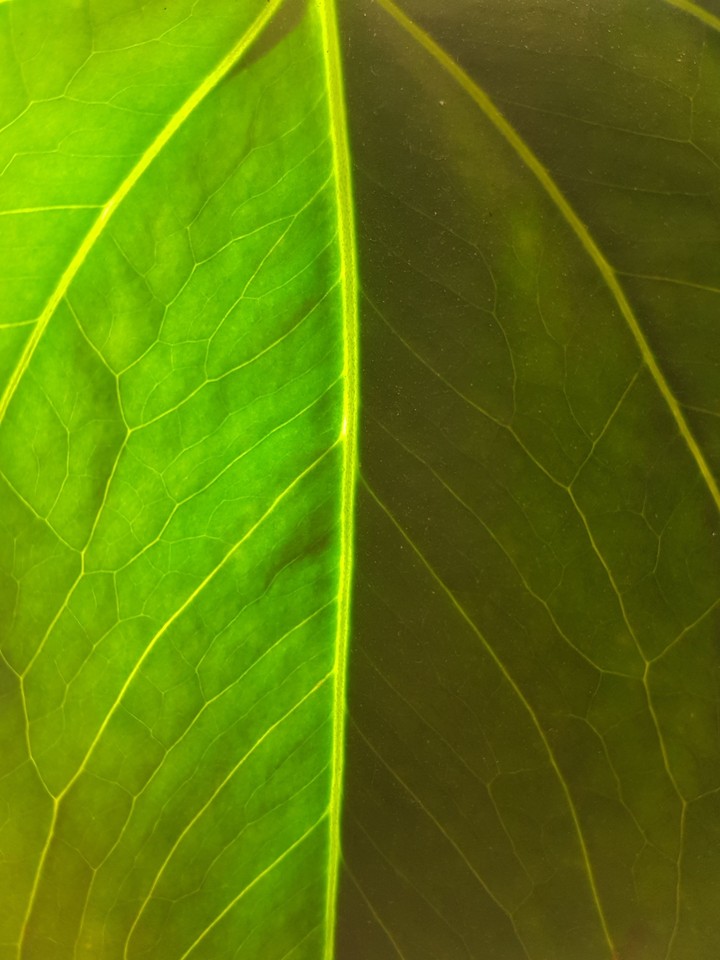 Feuille
