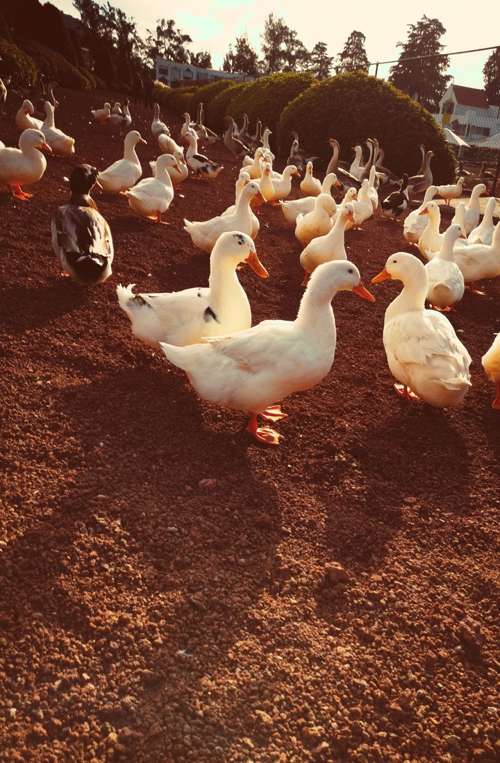 ducks