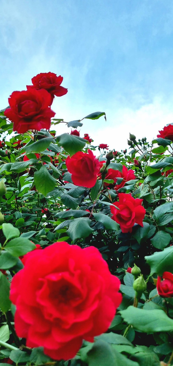 rose bushes