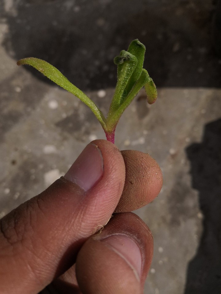 every granule