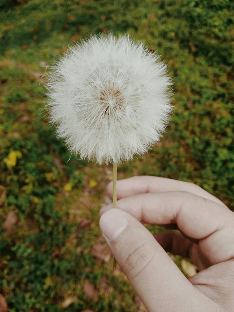 diente de león