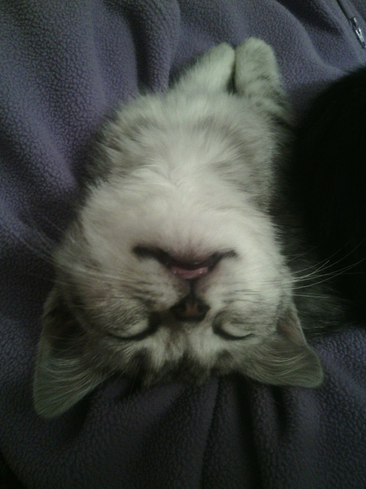 Kitty