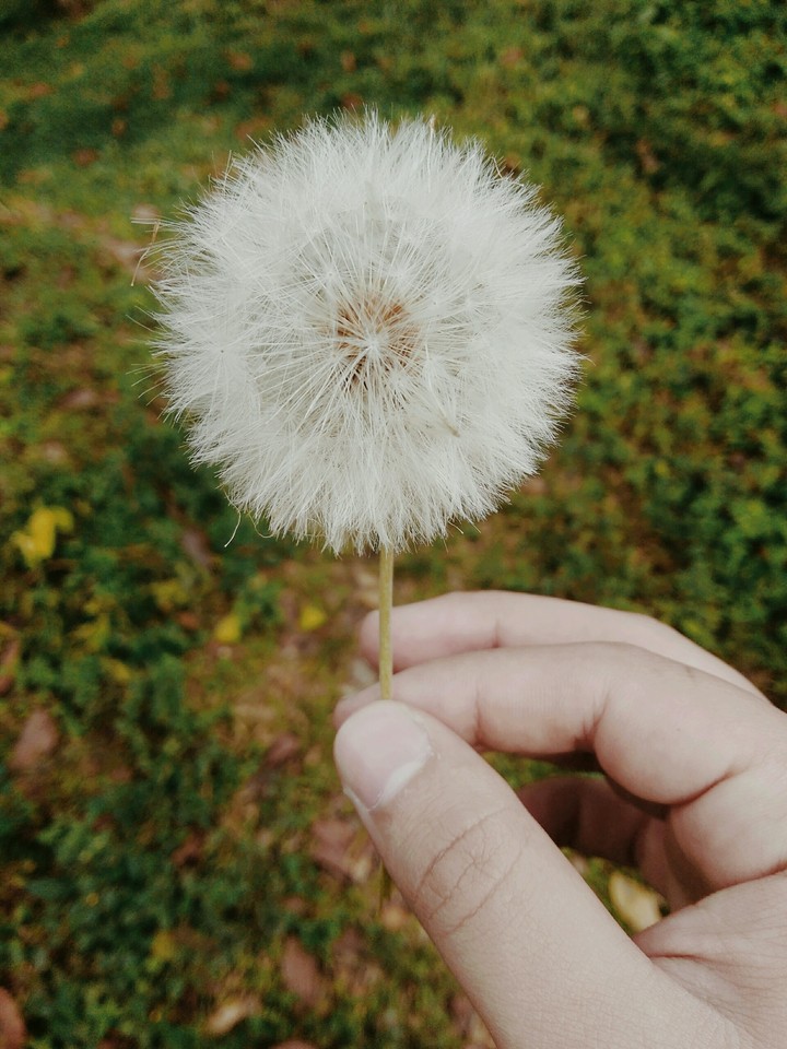 diente de león