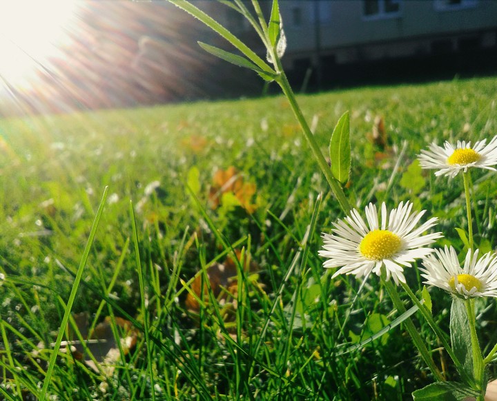 Flowers