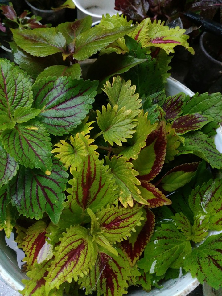 coleus
