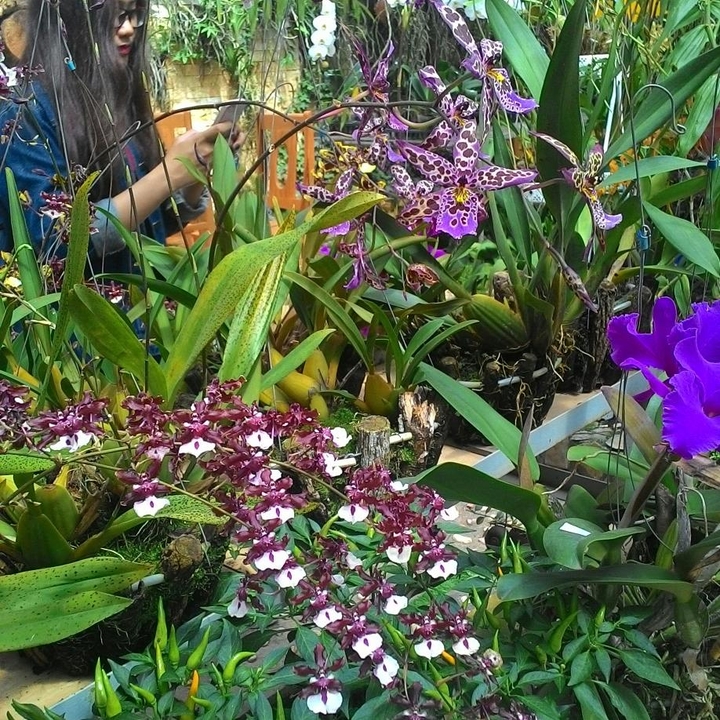 flower