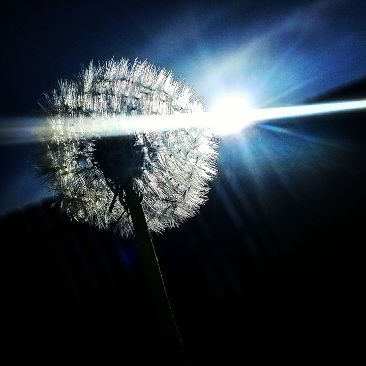 spring
