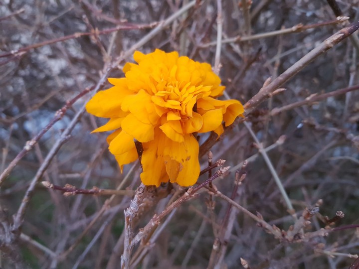 the last flower, autumn