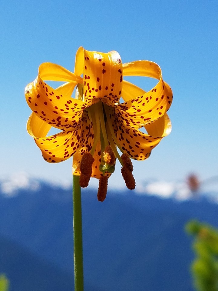 Mount Saint Helens flower