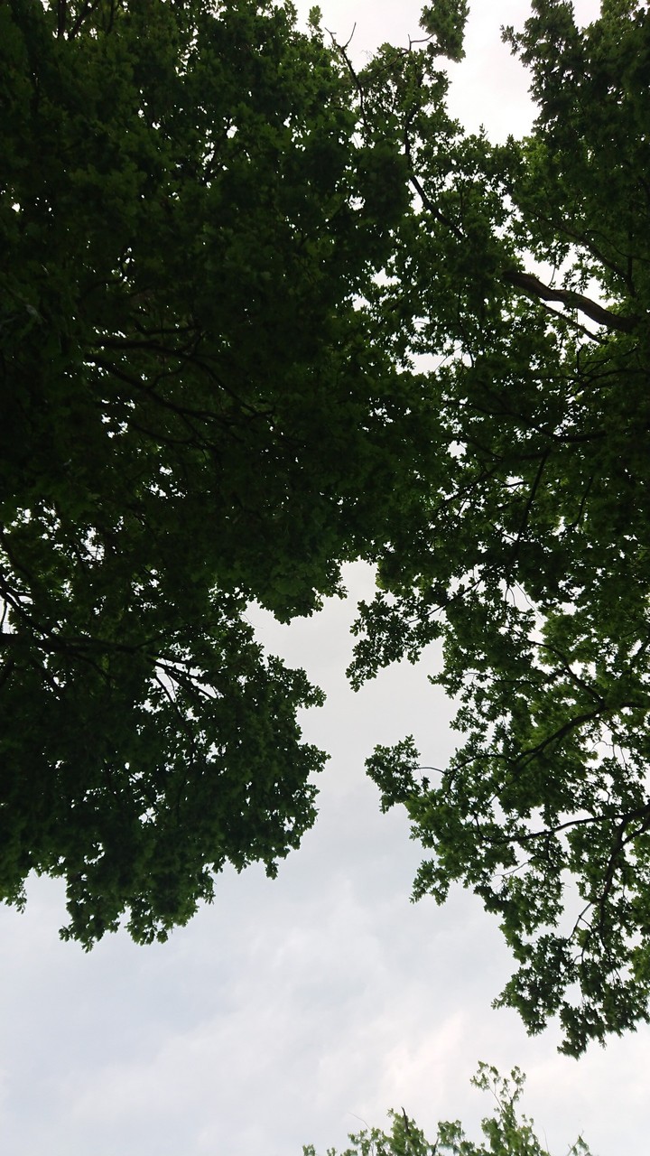 Look at the sky throu the trees