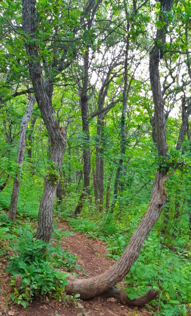 forest in Caxkadzor Armenia