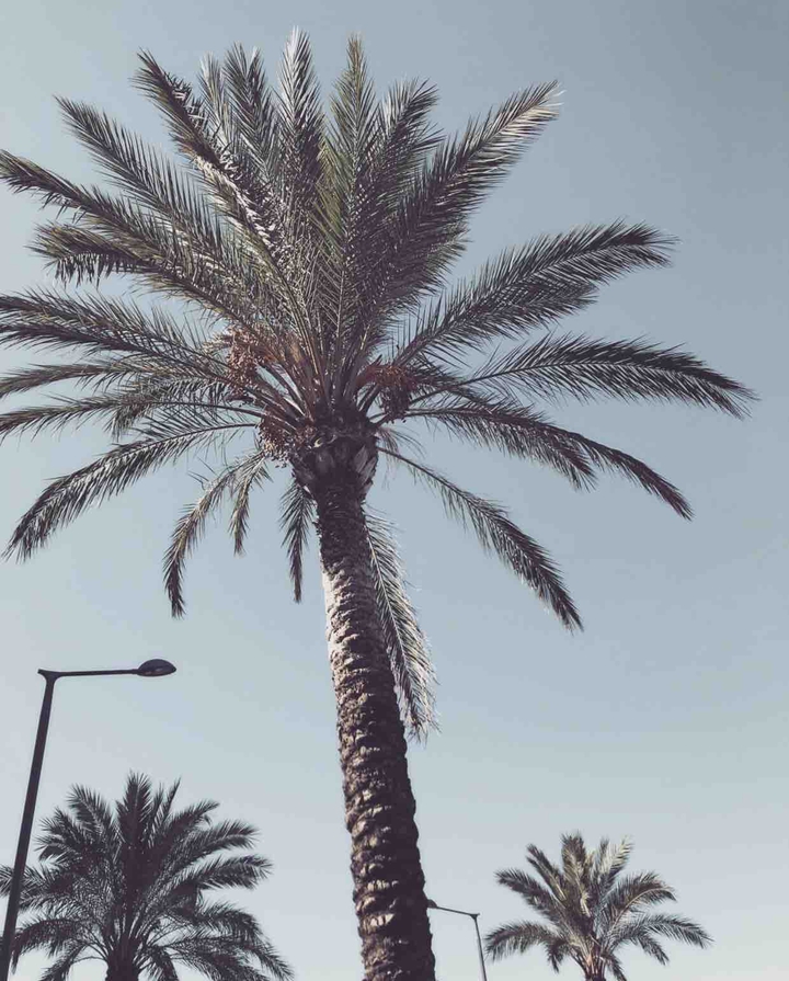 P A L M I E R