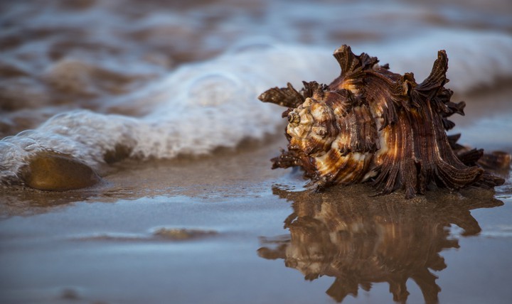 sea jem