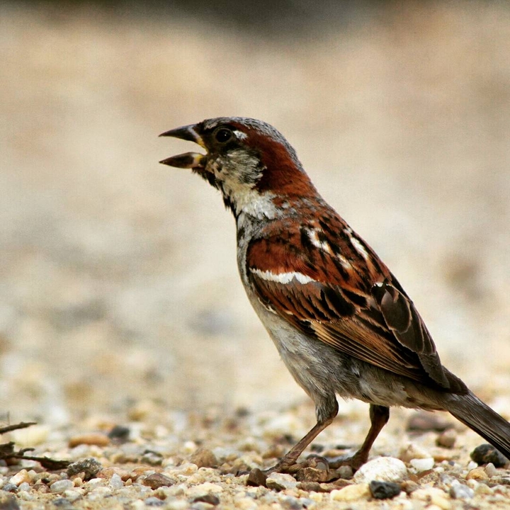 thirsty bird
