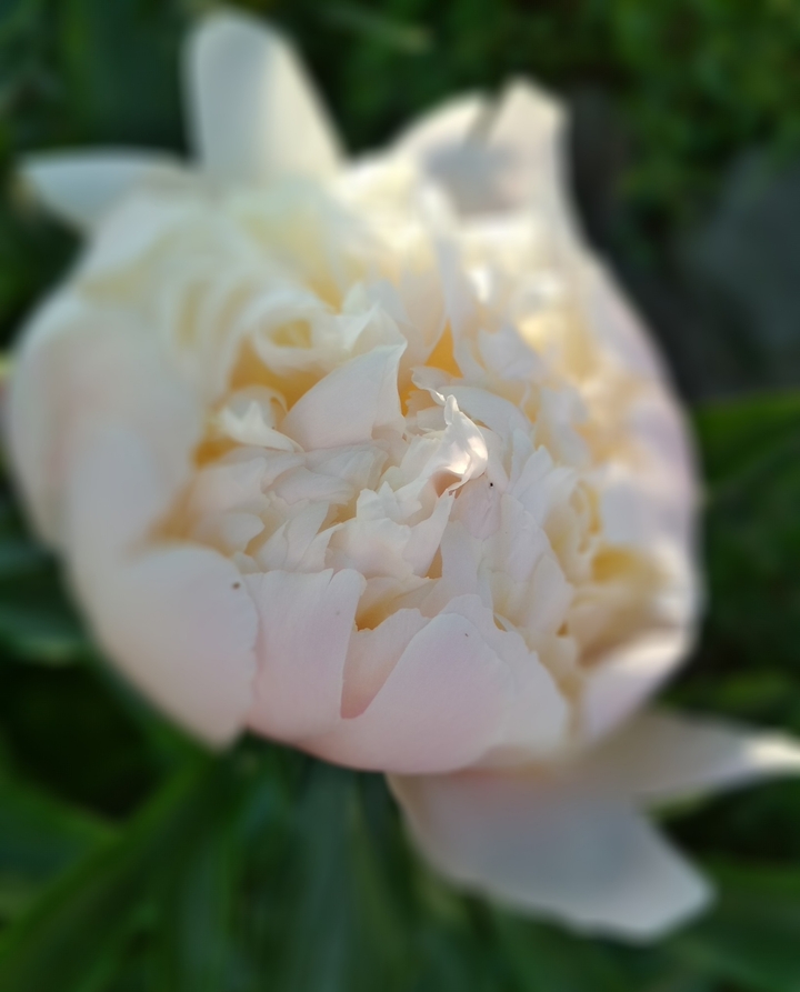 white color