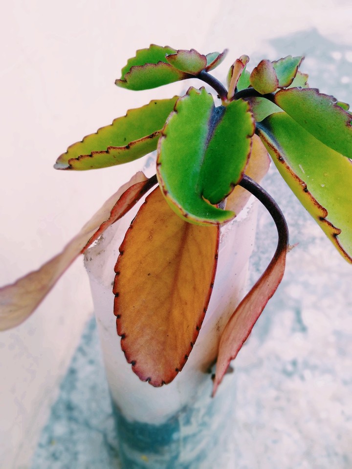 plant