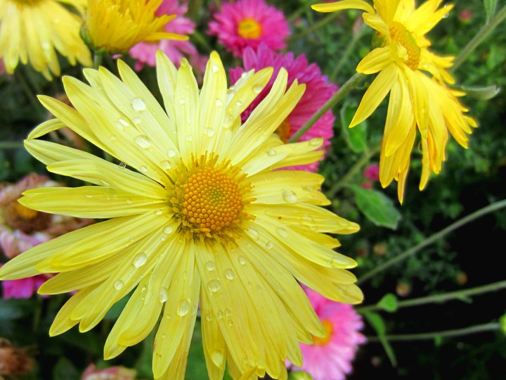 Yellow flower after the rain