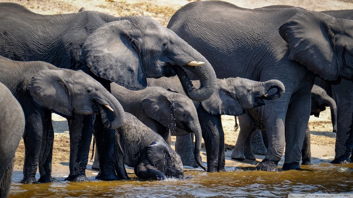 elephant