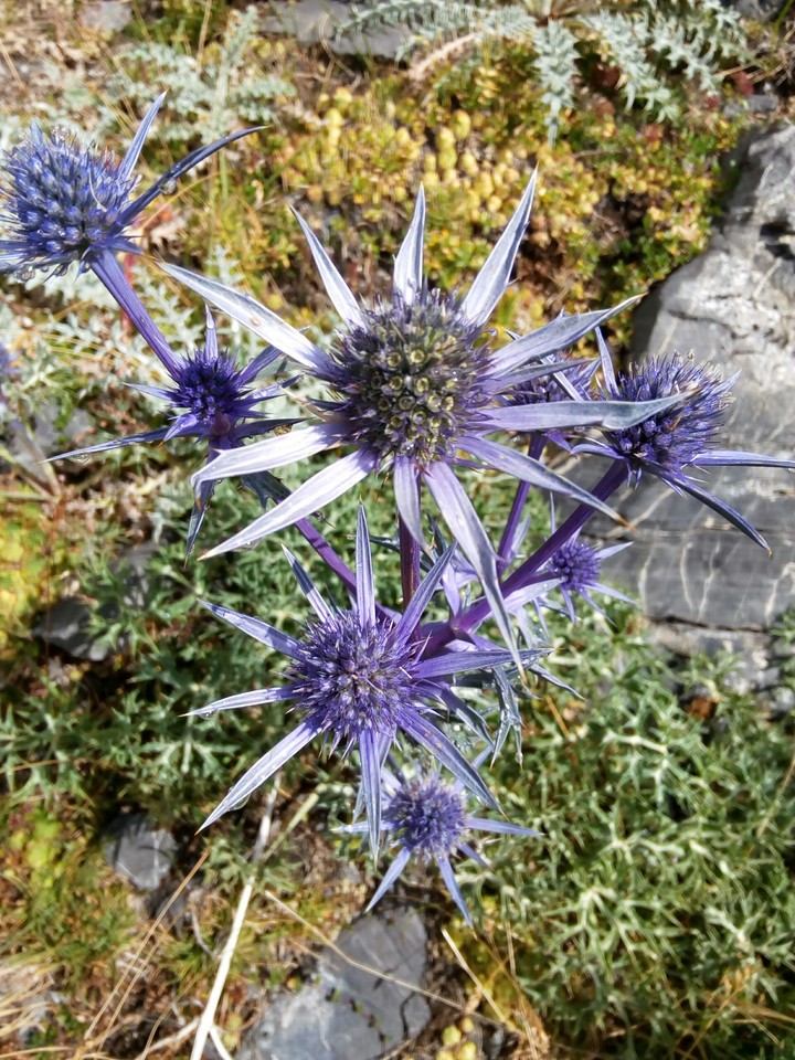 Morado