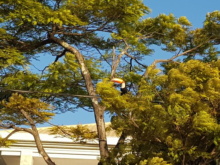 Toucan