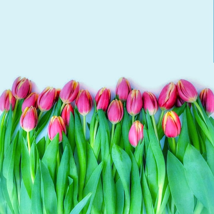 tulipány