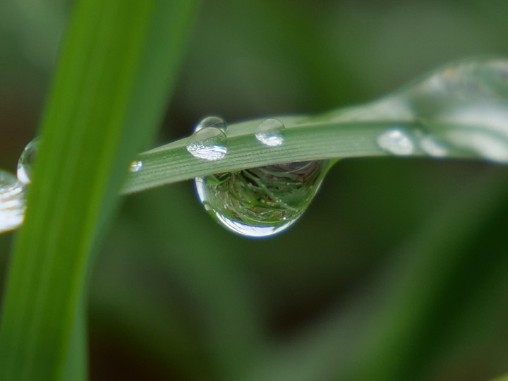 Regentropfen, Wassertropfen, Grashalm, Wiese, Pflanzen