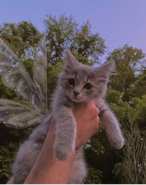 sfondi felidae, kedi
