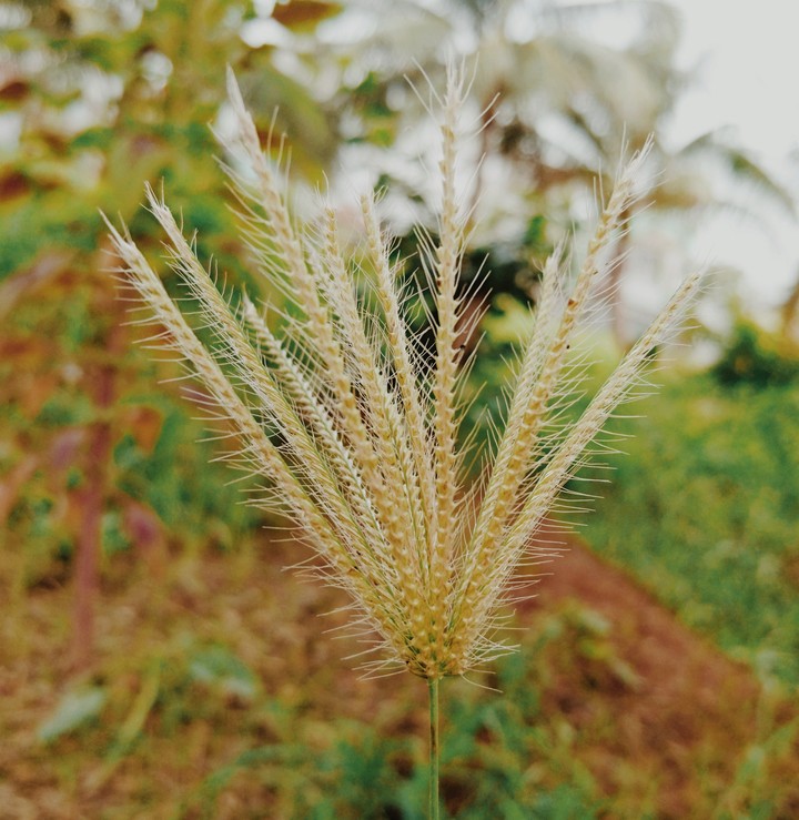 Great Flower