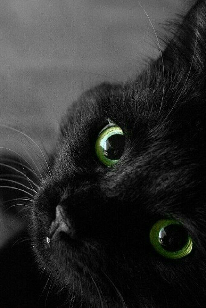 кот