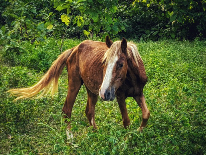 Horse ? ❤️
